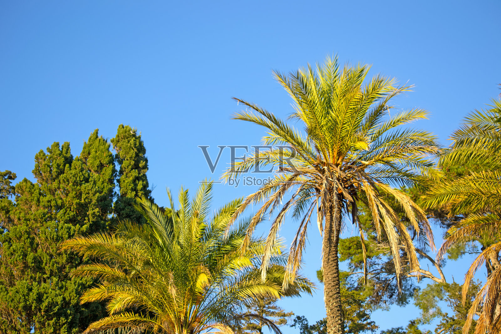 蓝天下棕榈树照片摄影图片