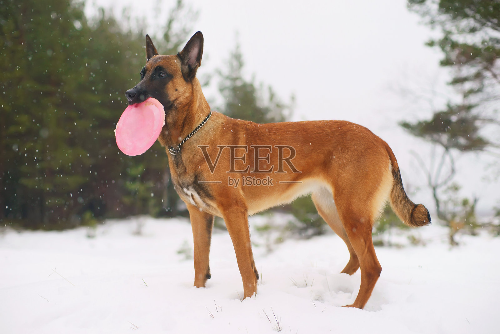 比利时牧羊犬马利诺斯在户外玩飞盘照片摄影图片