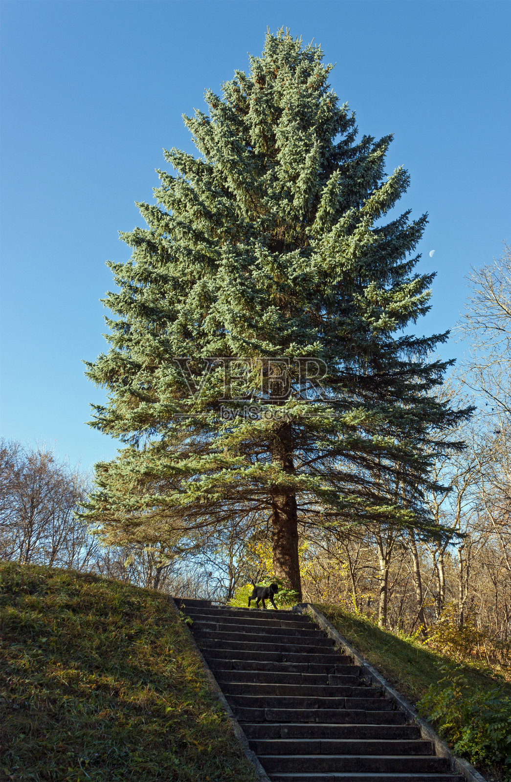 基斯洛沃茨克的蓝色云杉。照片摄影图片