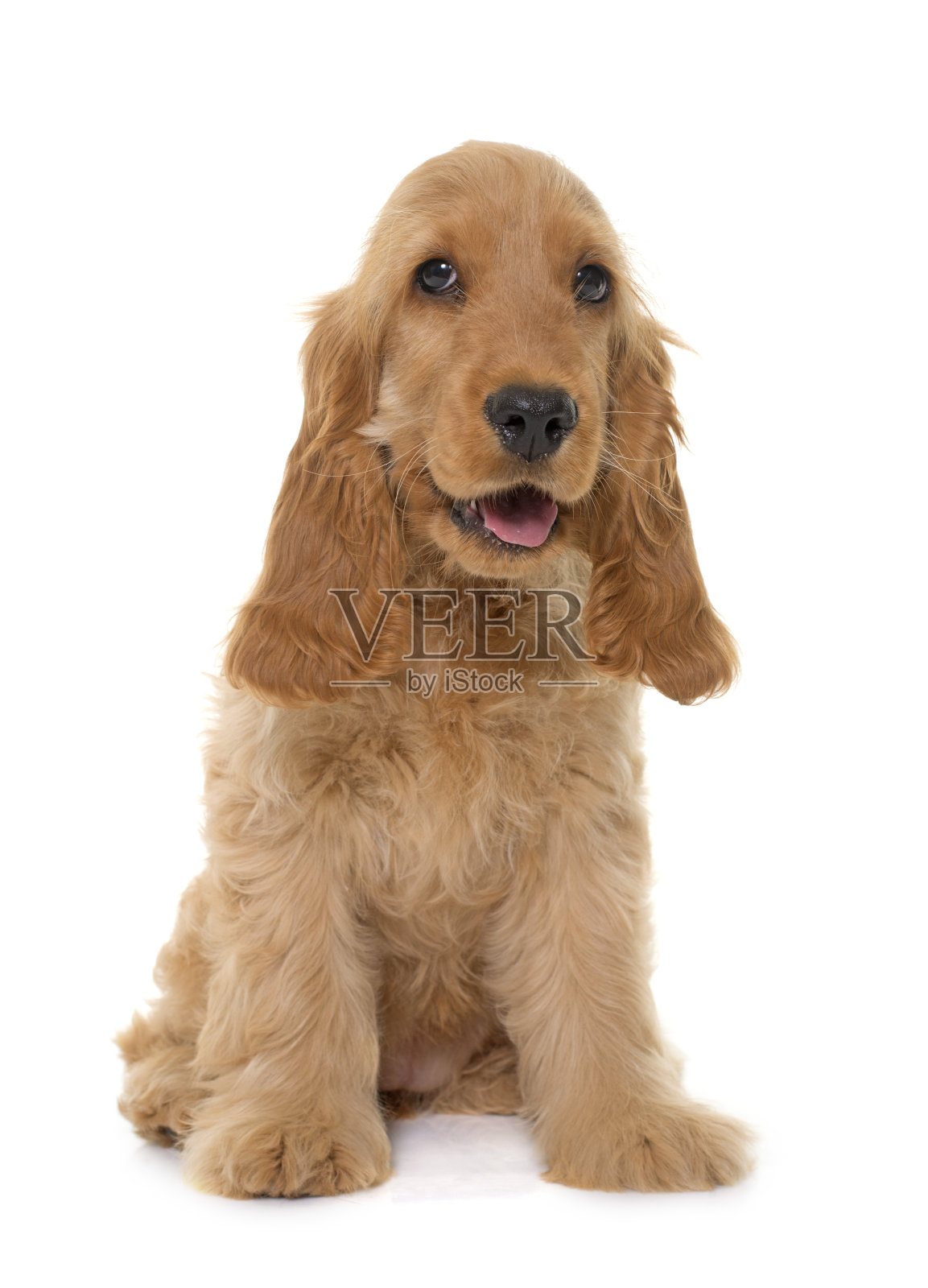 小可卡犬在演播室照片摄影图片