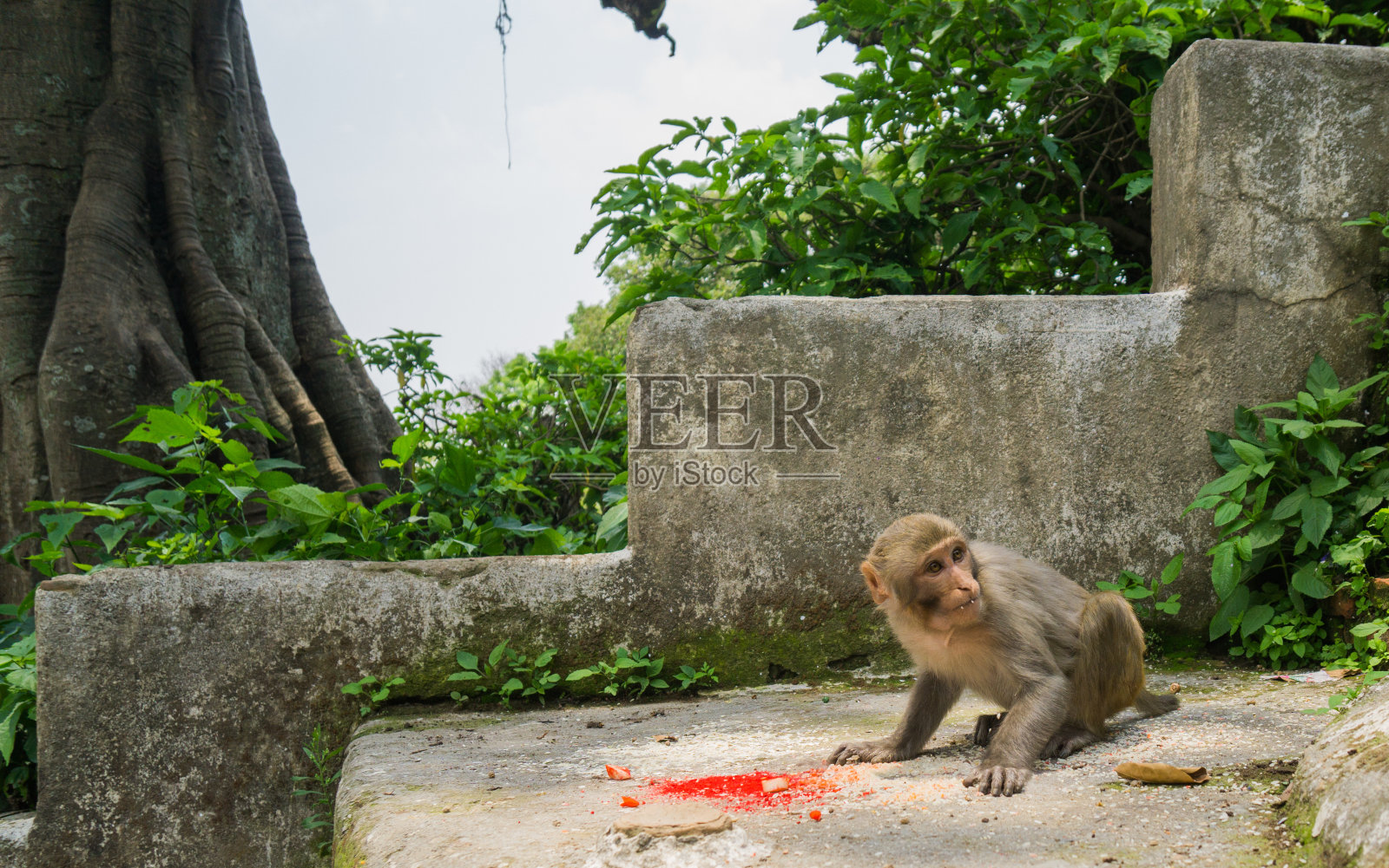 怕猴子吃米饭照片摄影图片