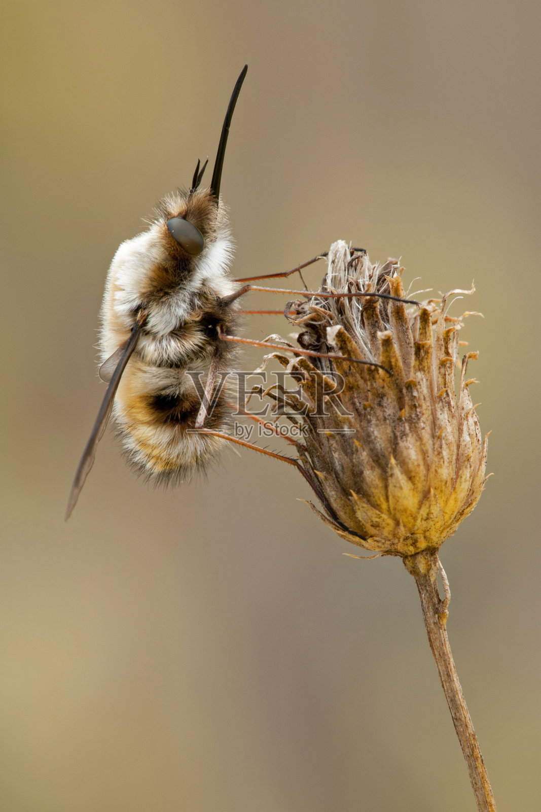 Bombylius major挂在一株干燥的植物上照片摄影图片