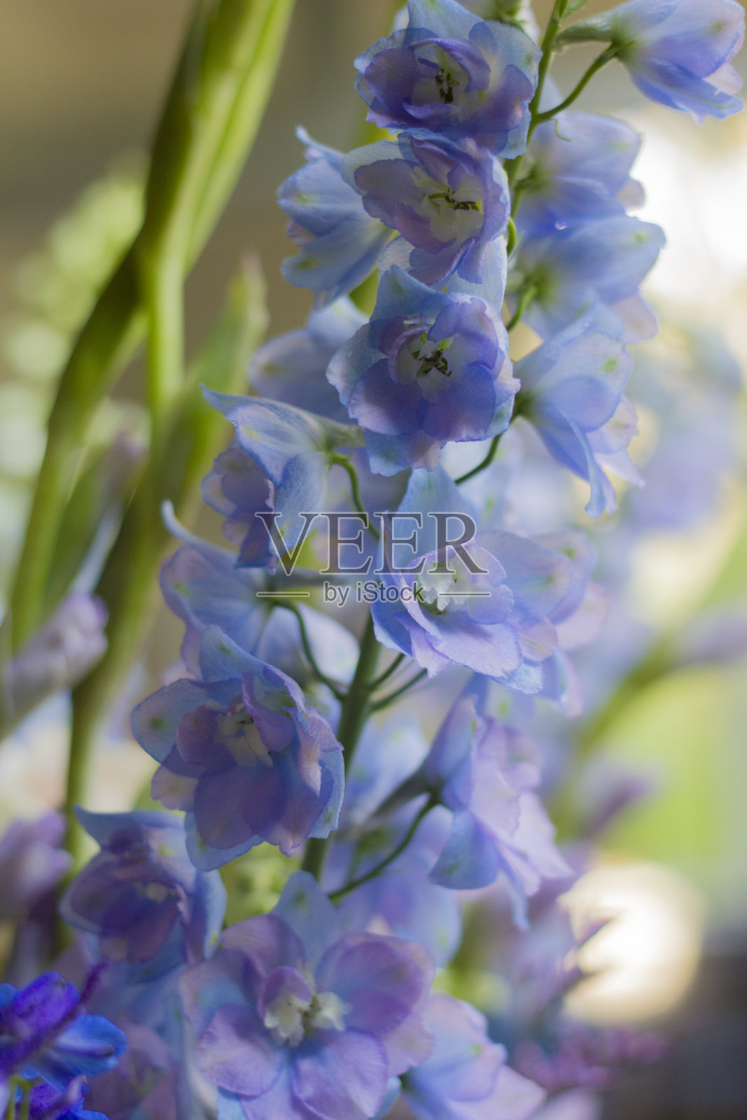 蓝花照片摄影图片