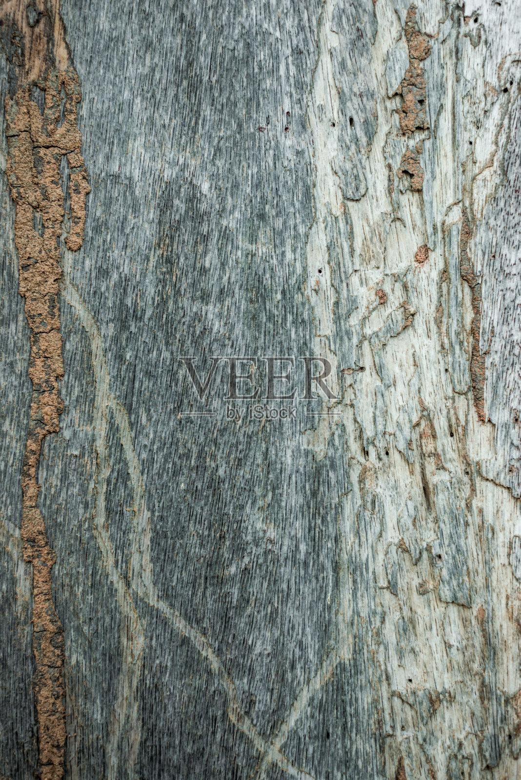 白蚁破坏木墙照片摄影图片