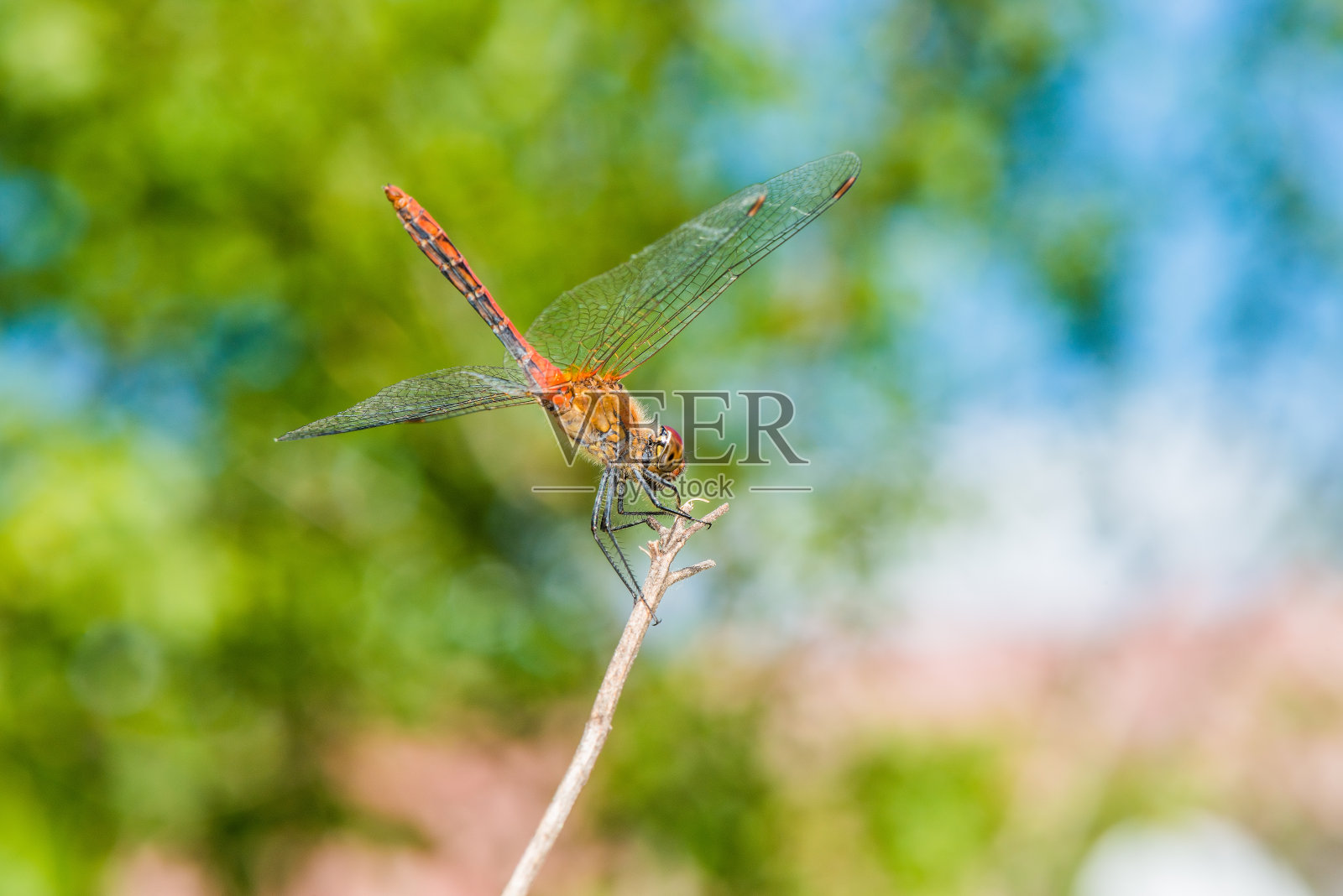 花园里树枝上的蜻蜓。照片摄影图片