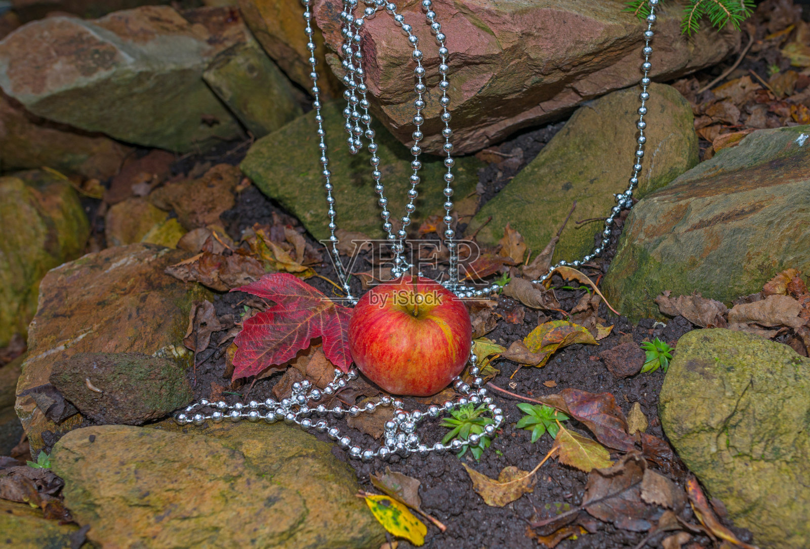 装饰过的苹果是圣诞节的前奏照片摄影图片