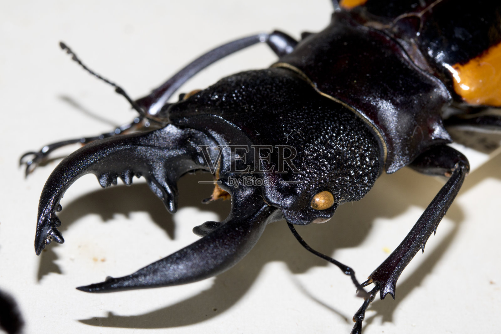 维多利亚蝴蝶集照片摄影图片