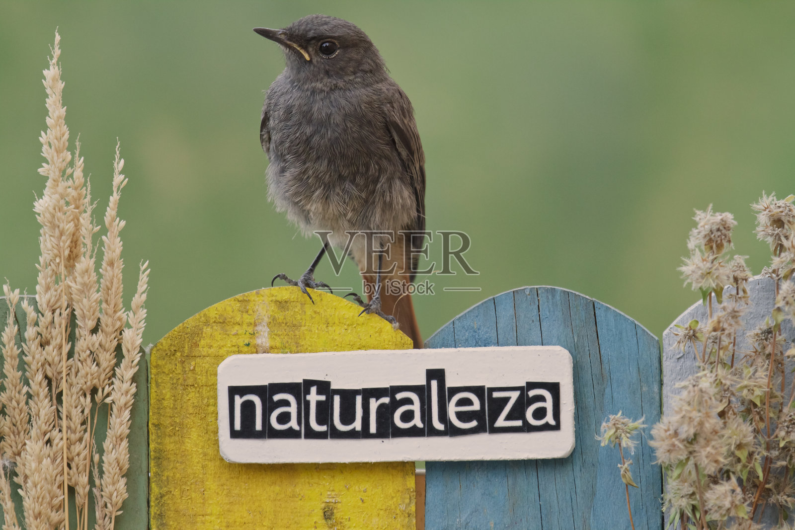 一只鸟栖息在用“自然”这个词装饰的篱笆上照片摄影图片