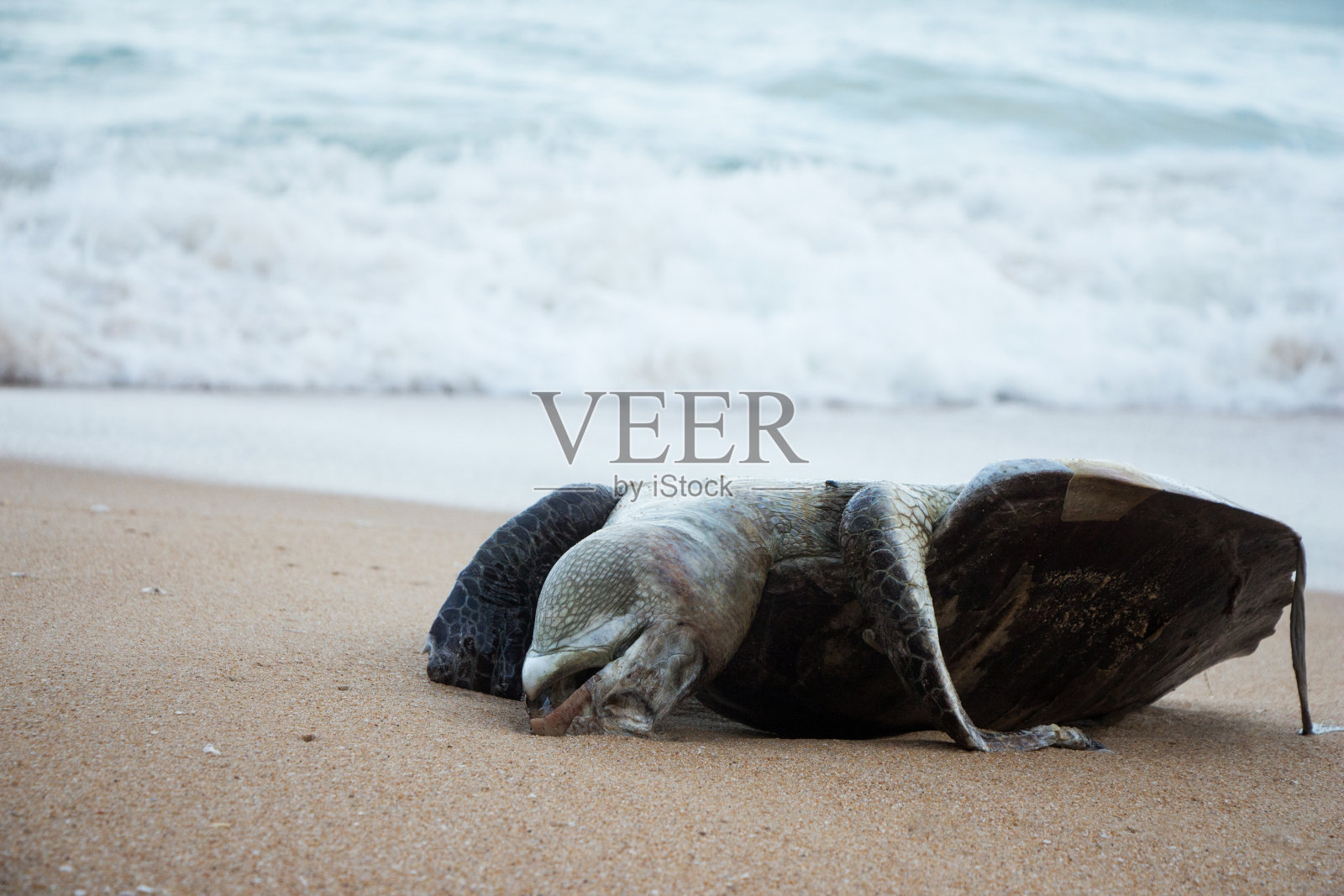 死海龟。照片摄影图片