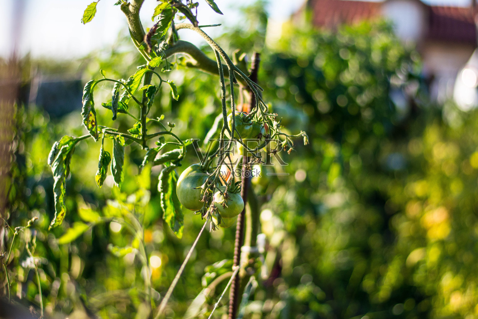 花园里有西红柿照片摄影图片