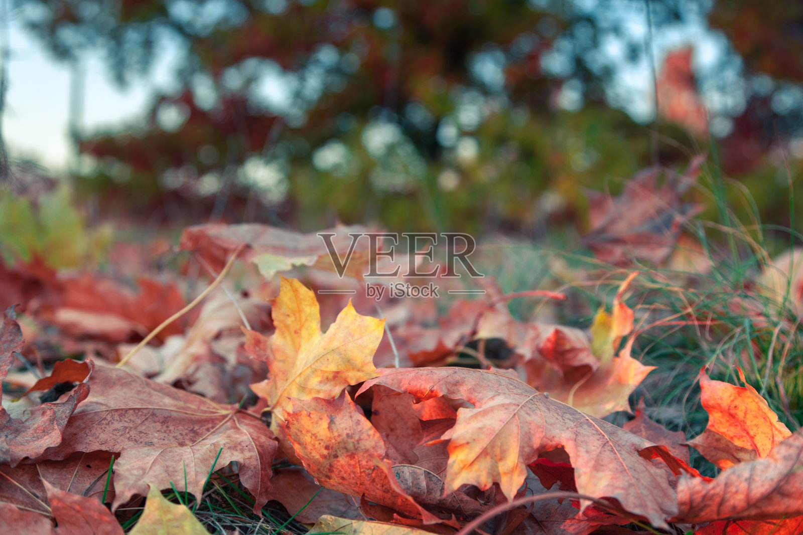 落下五颜六色的枫叶躺在草地上照片摄影图片