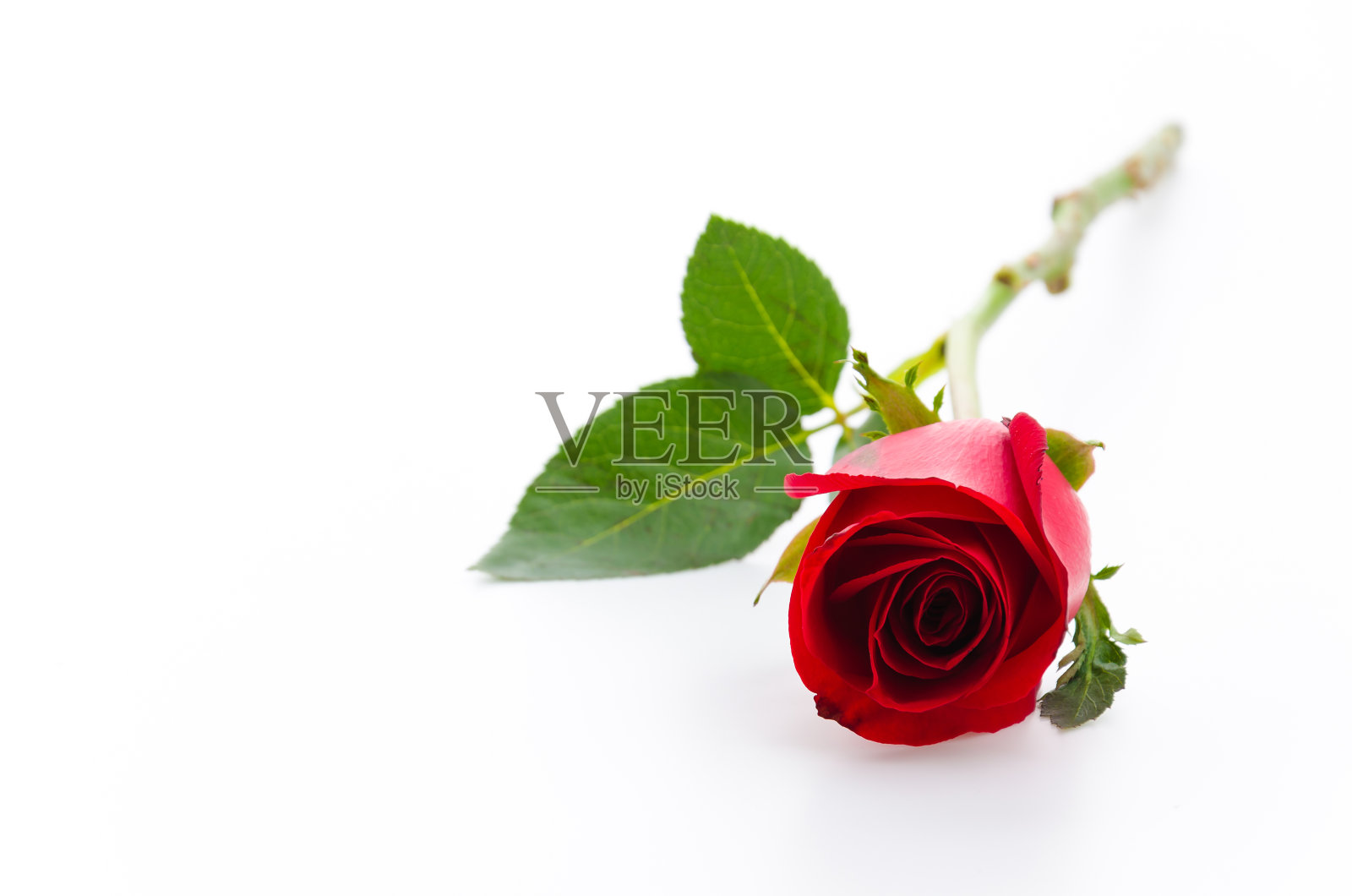 红玫瑰照片摄影图片