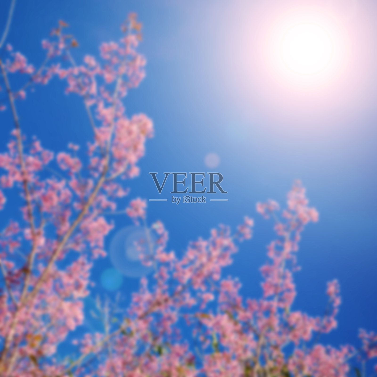 抽象模糊和软粉色樱花照片摄影图片