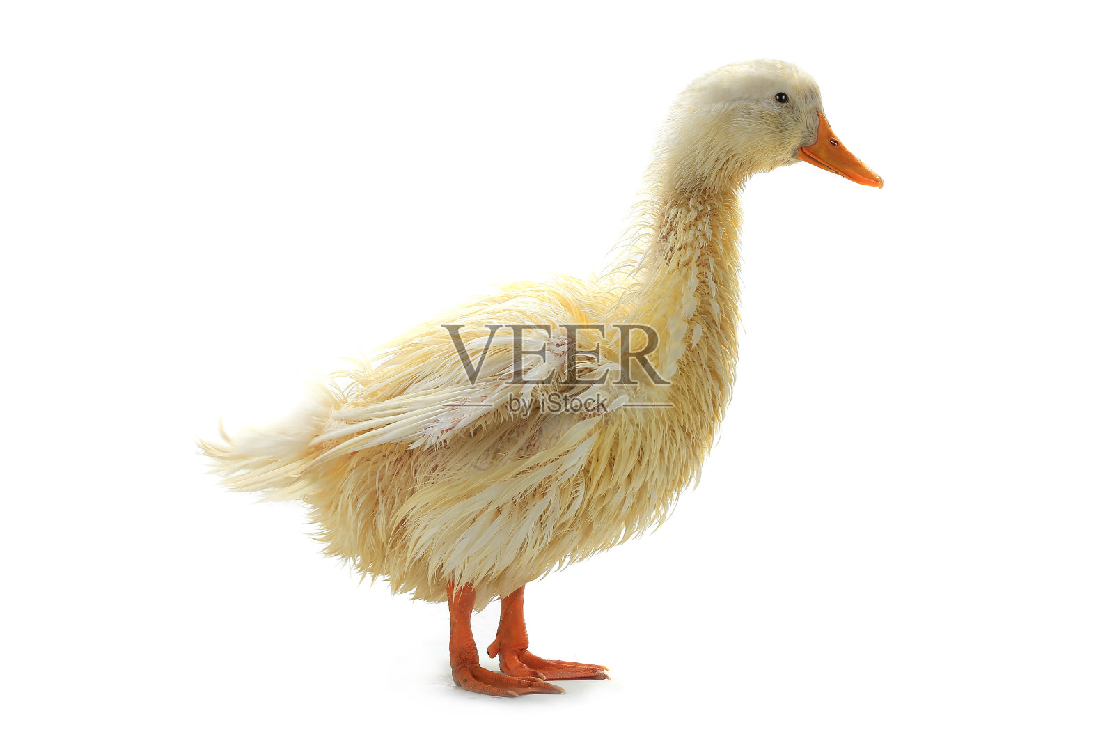 潮湿的鸭子照片摄影图片