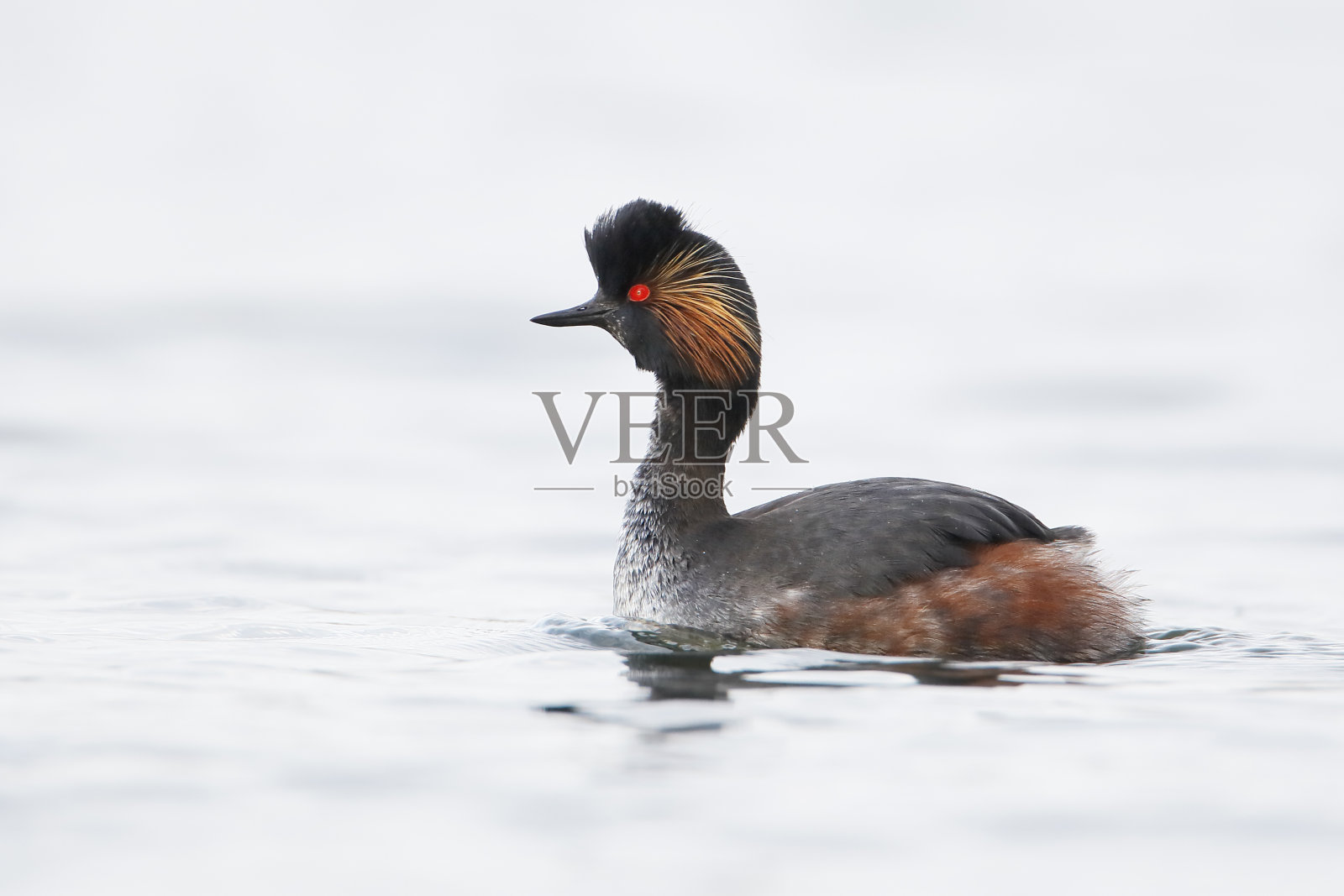 在荷兰水中游泳的黑颈鸟照片摄影图片