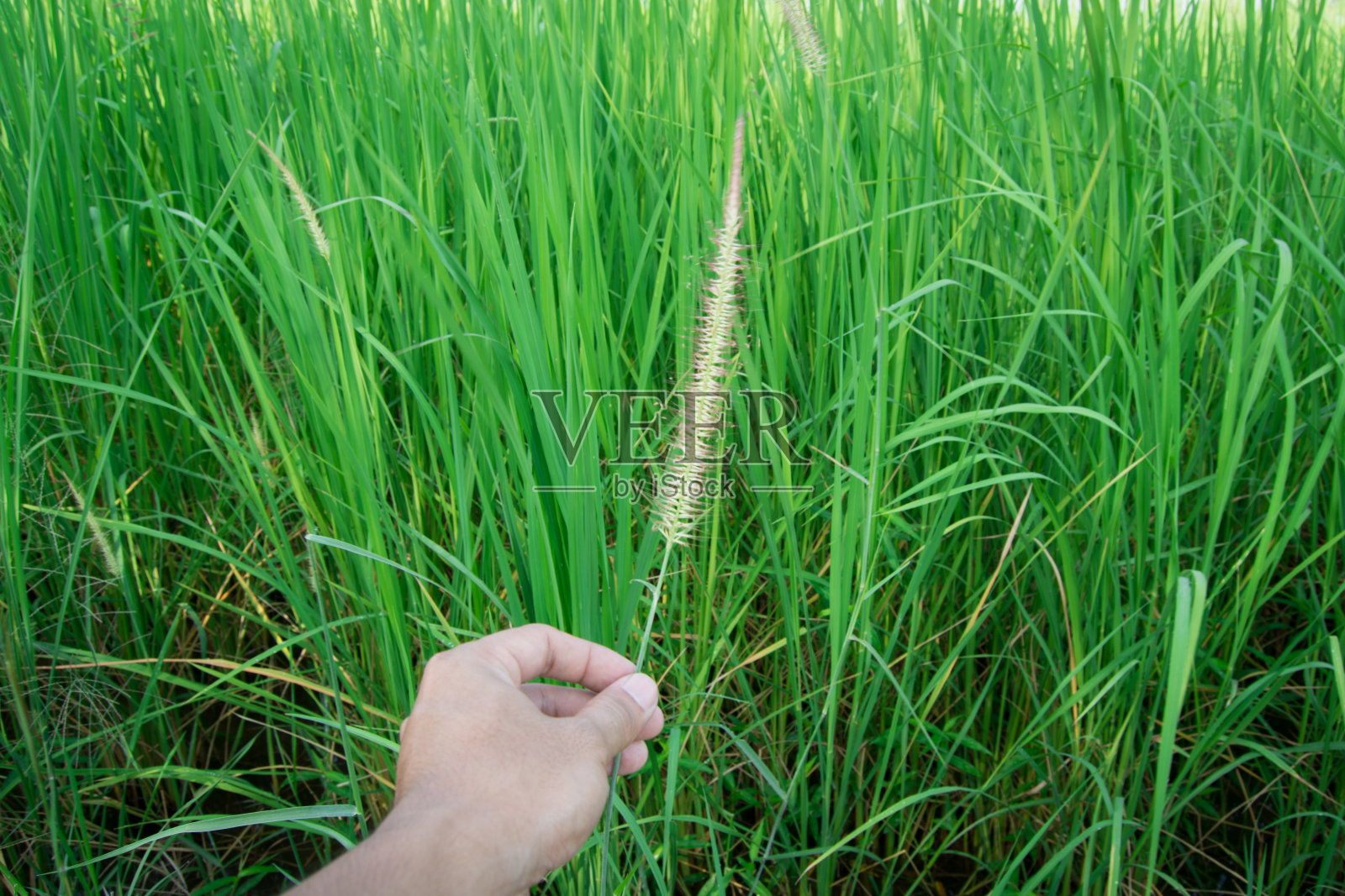 手摸草摸花照片摄影图片