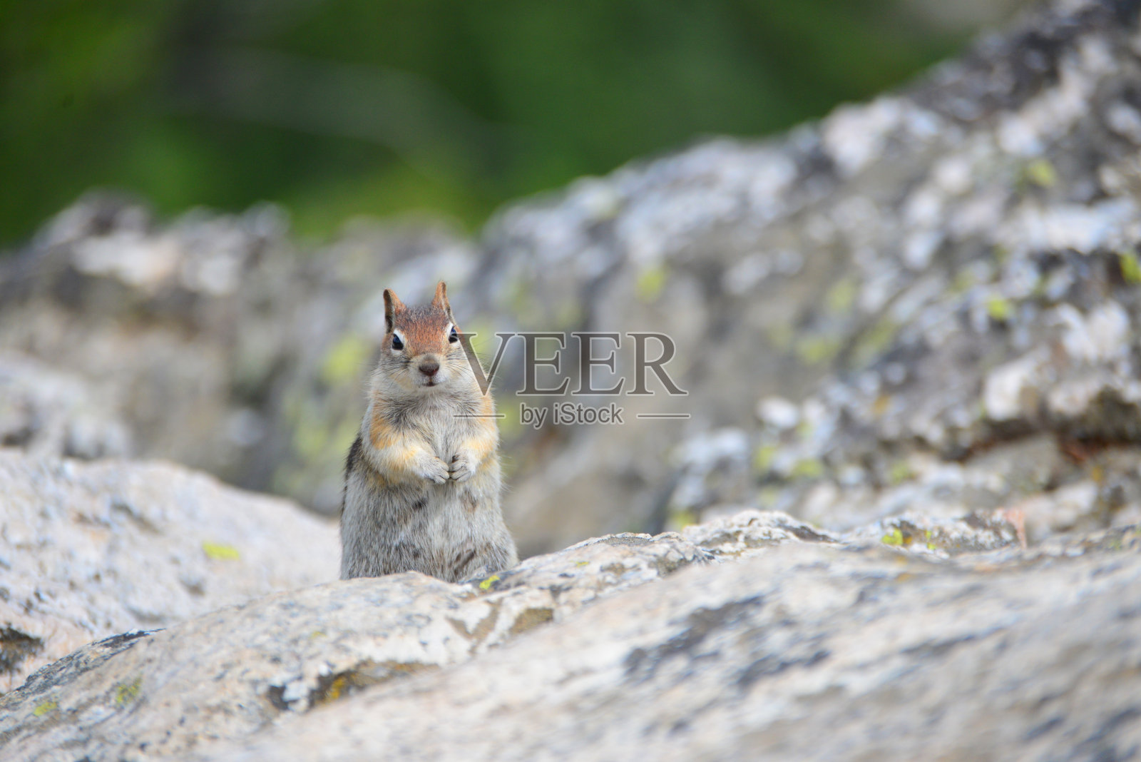 地松鼠照片摄影图片