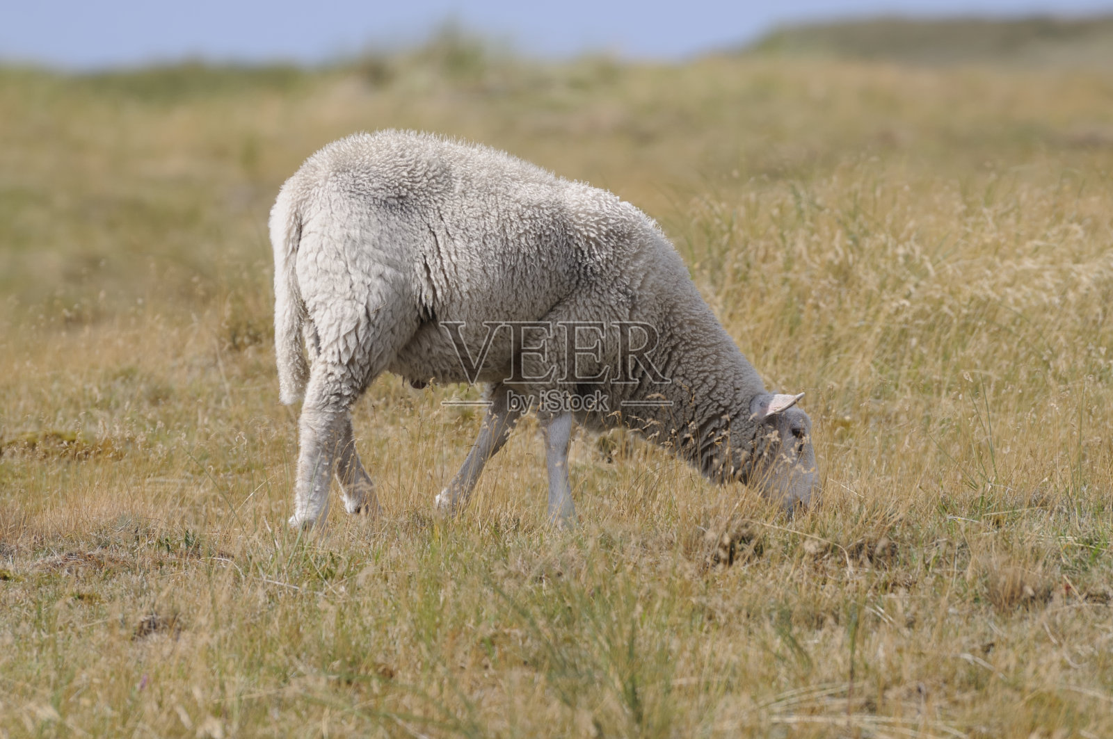 羊照片摄影图片