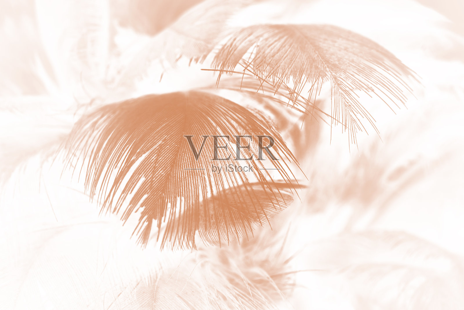 棕色趋向羽毛纹理抽象背景照片摄影图片