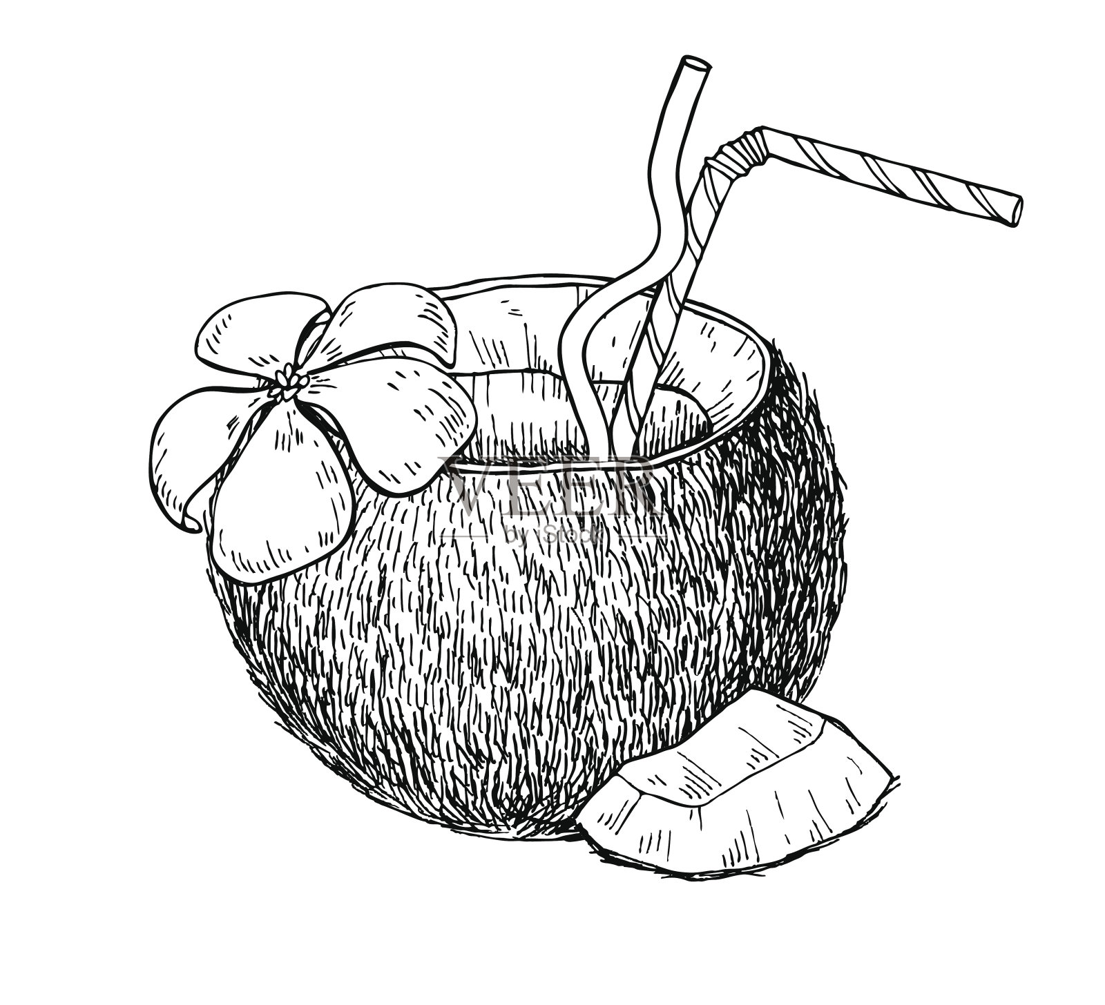 矢量手绘椰子饮料。热带夏果刻花插画图片素材