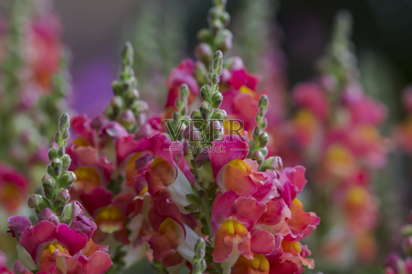 Snapdragon小老头照片摄影图片