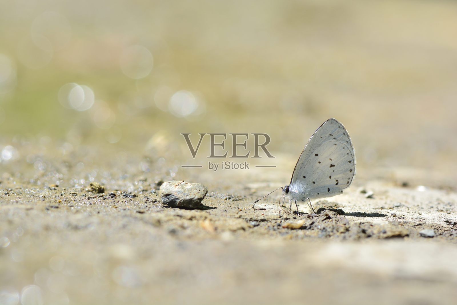 dilecta小蝴蝶照片摄影图片