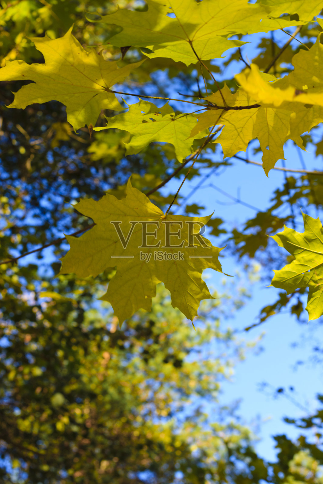 秋天森林里的树叶照片摄影图片