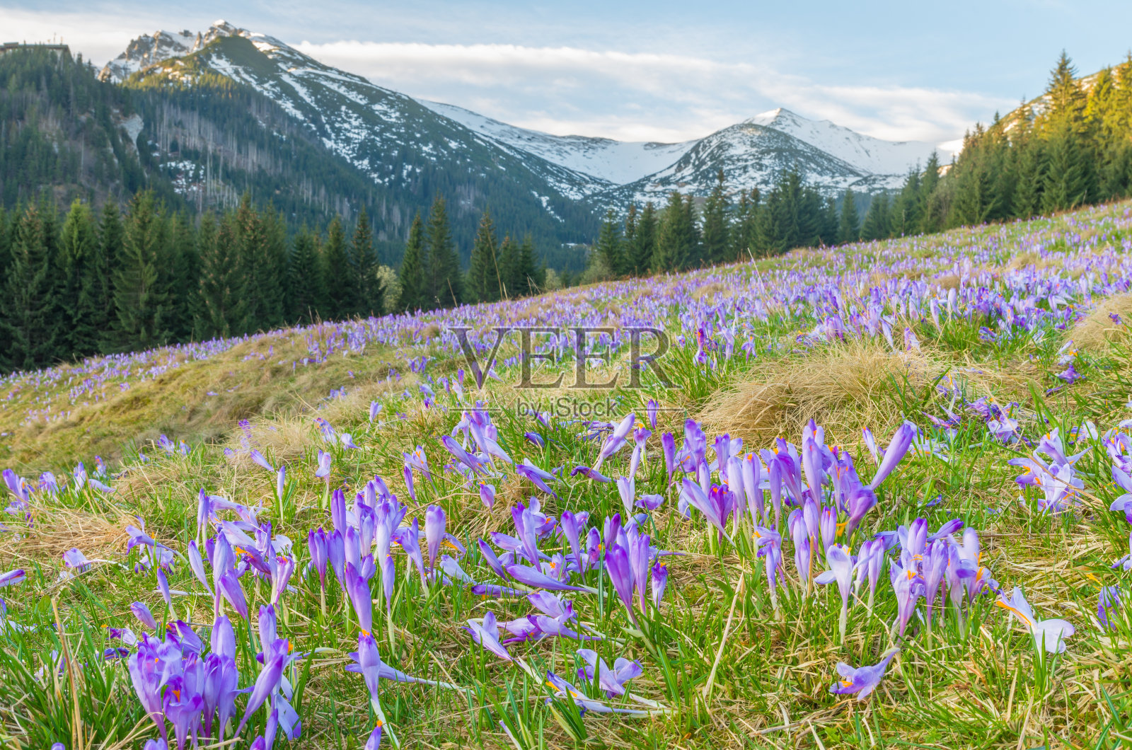 波兰塔特拉山脉草丛中的番红花照片摄影图片