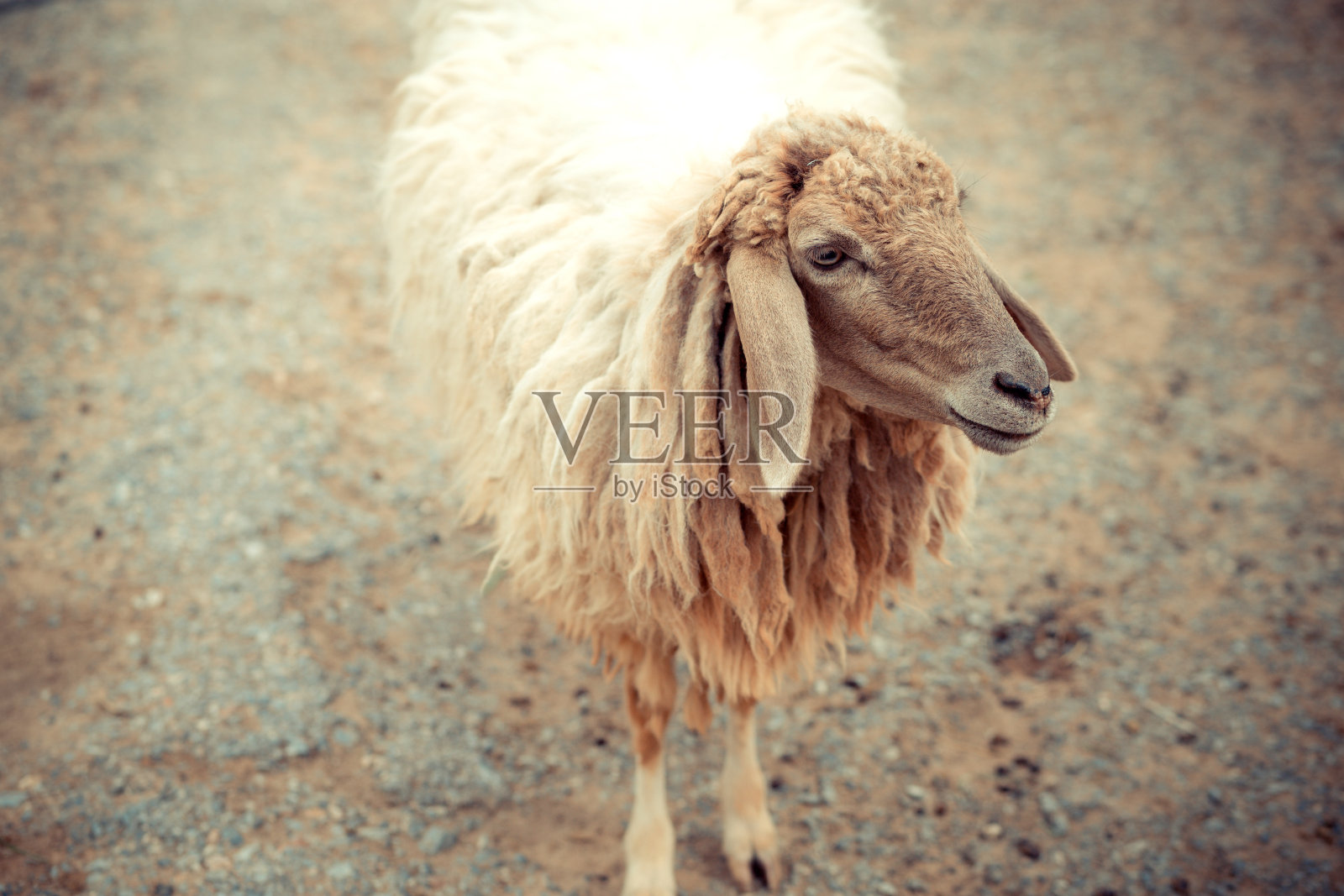 绵羊站着颜色风格复古照片摄影图片