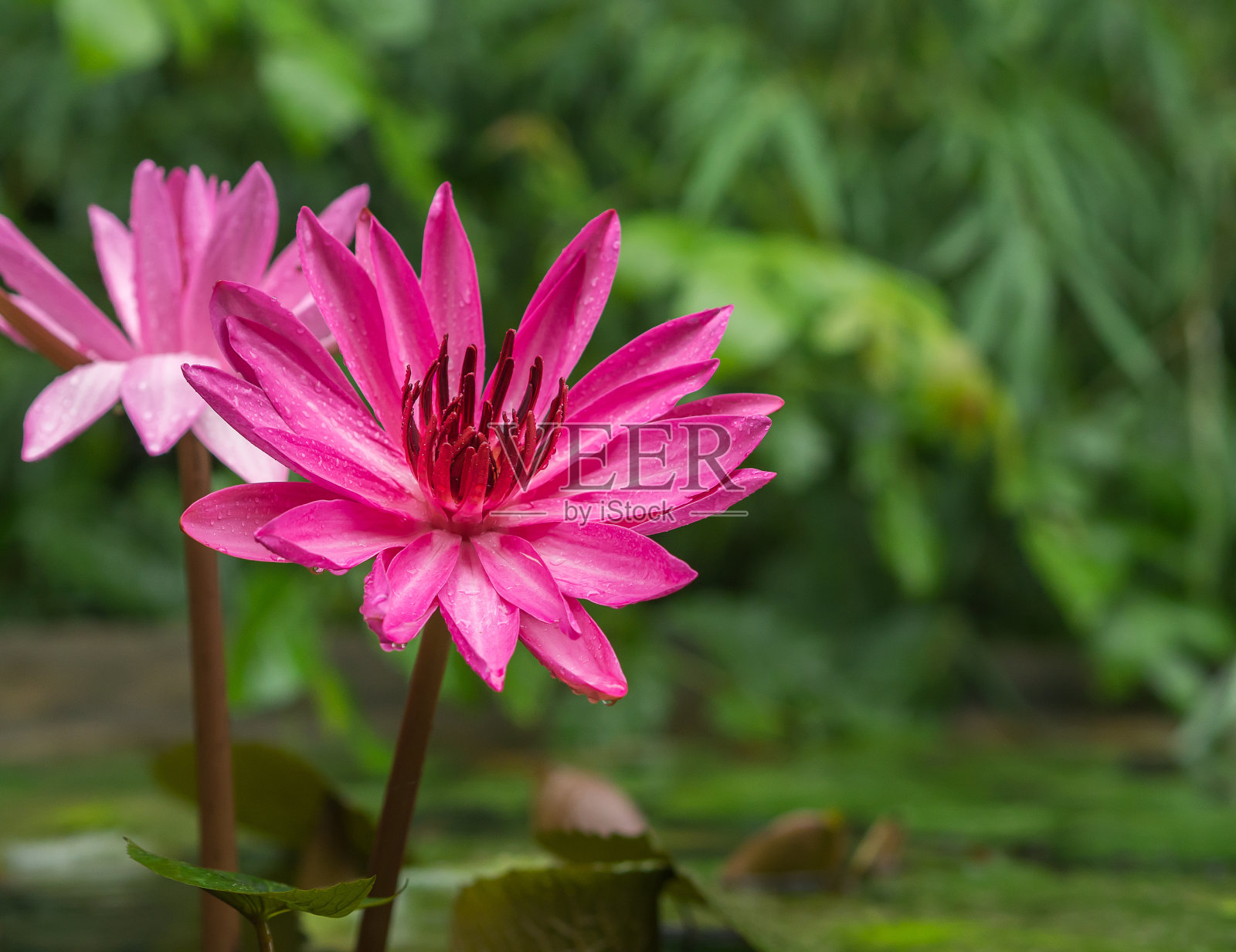 特写粉红荷花在池塘选择焦点照片摄影图片