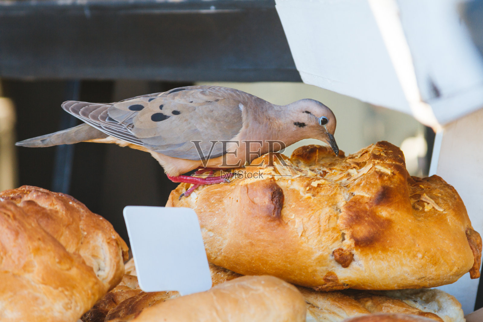 鸽子在面包店吃自制面包照片摄影图片