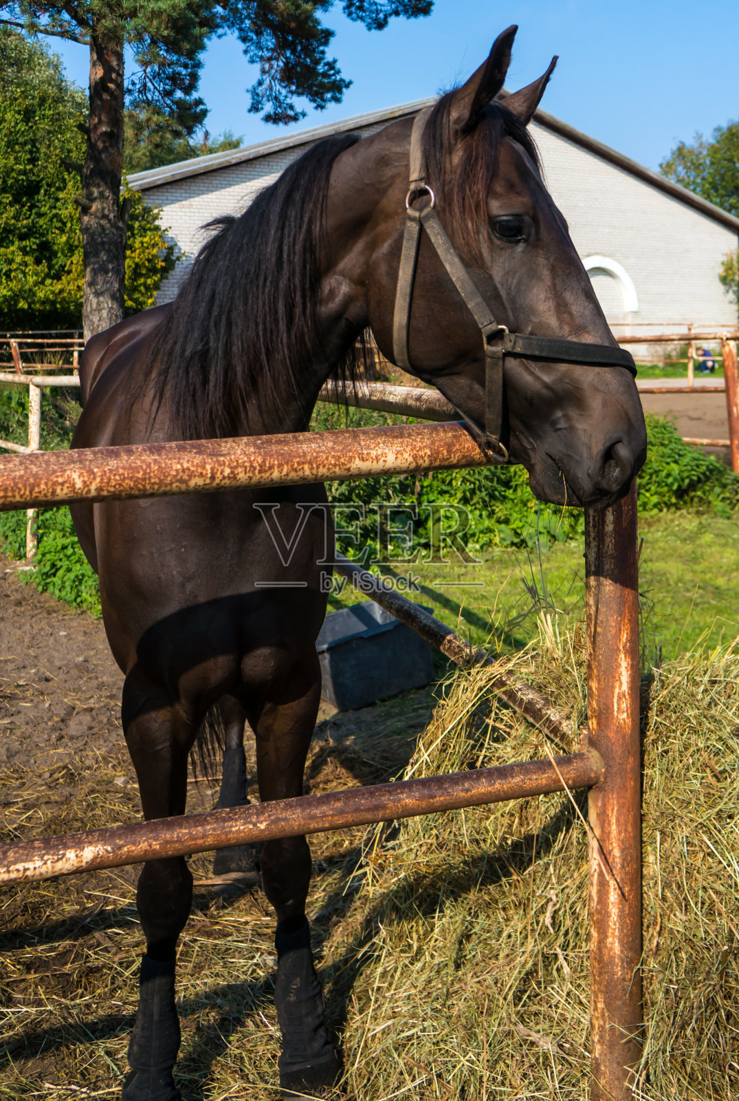 马照片摄影图片