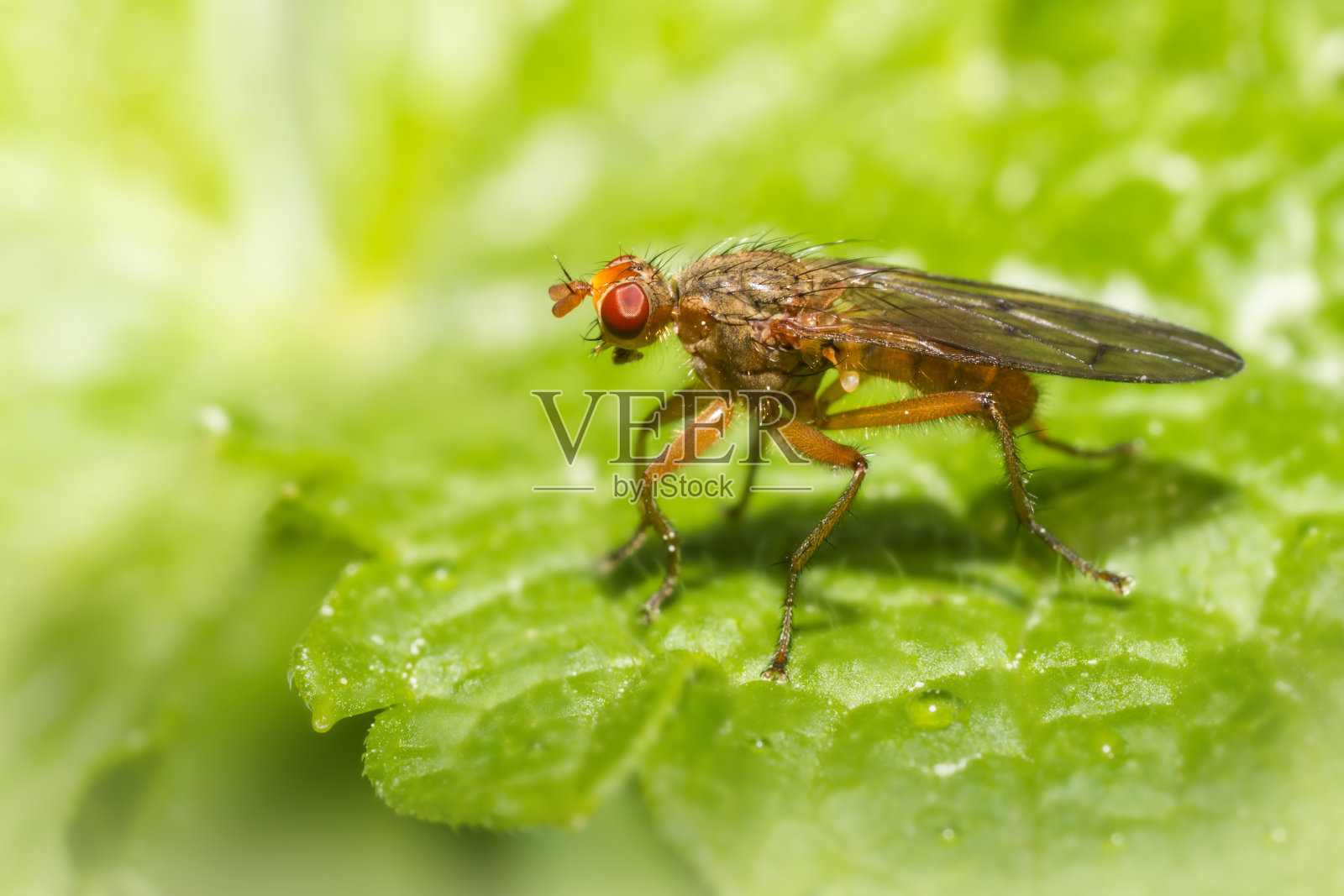 Muscid Fly的肖像照片摄影图片