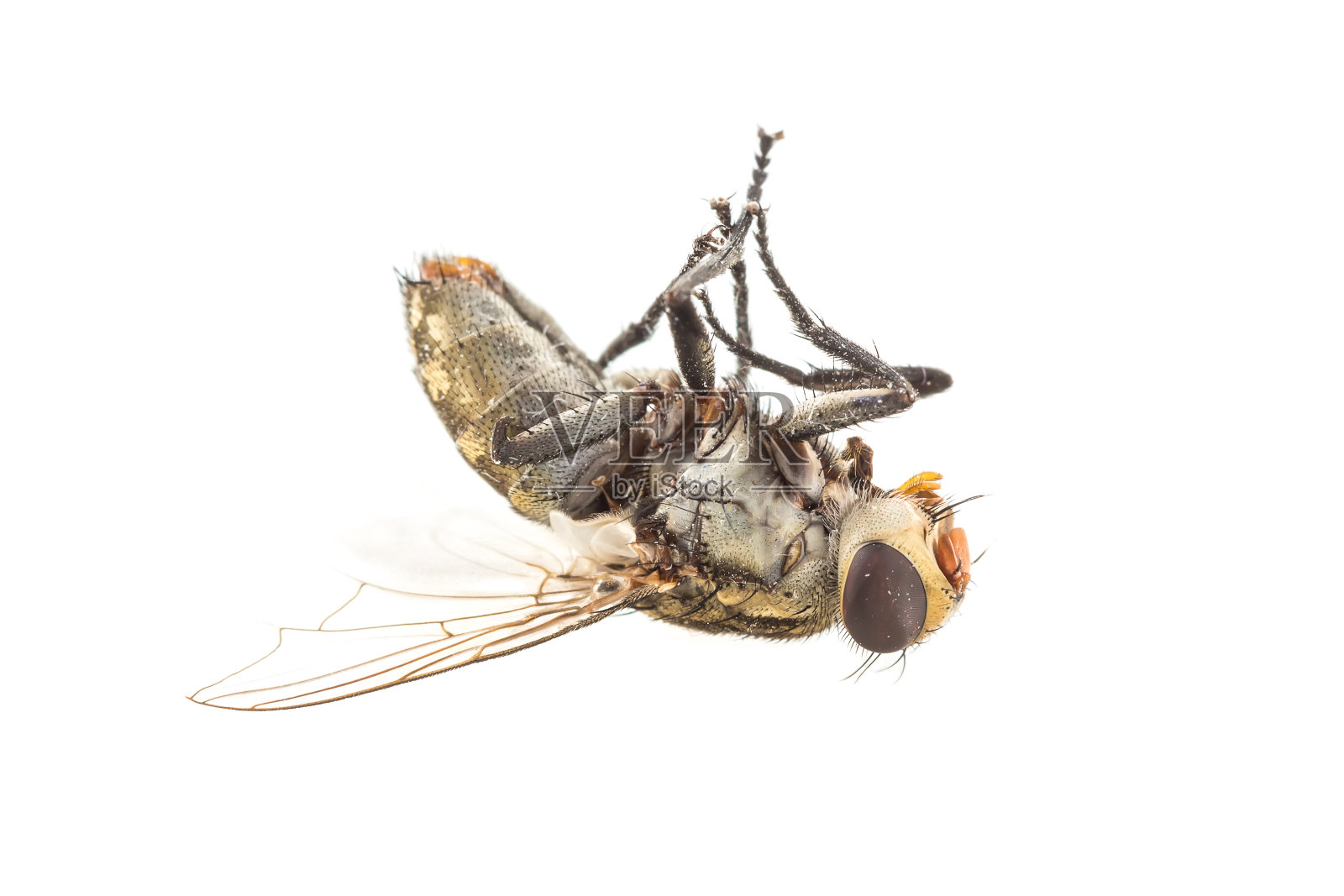 肮脏的死苍蝇隔离照片摄影图片