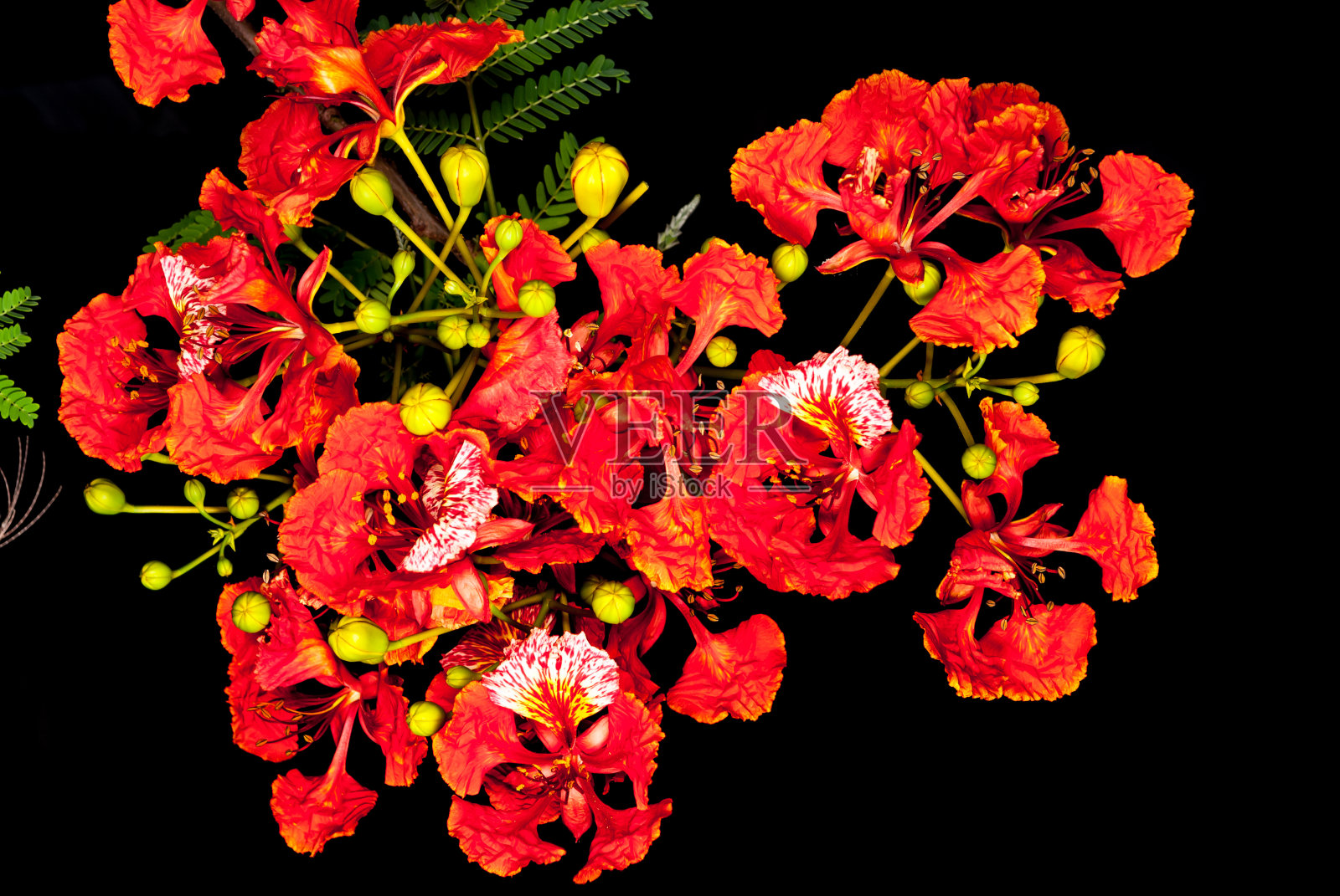 夜孔雀花照片摄影图片