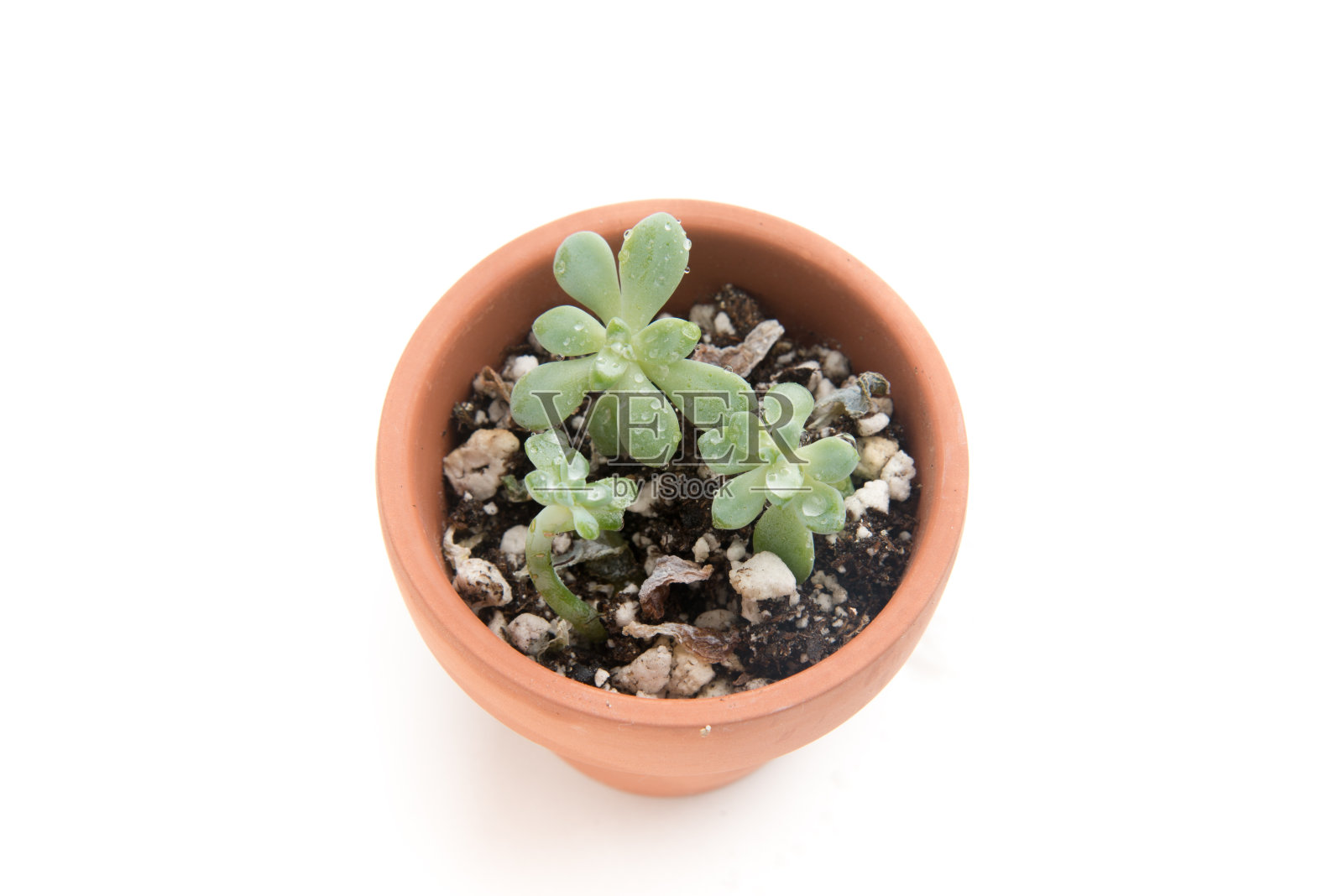 多汁的照片摄影图片