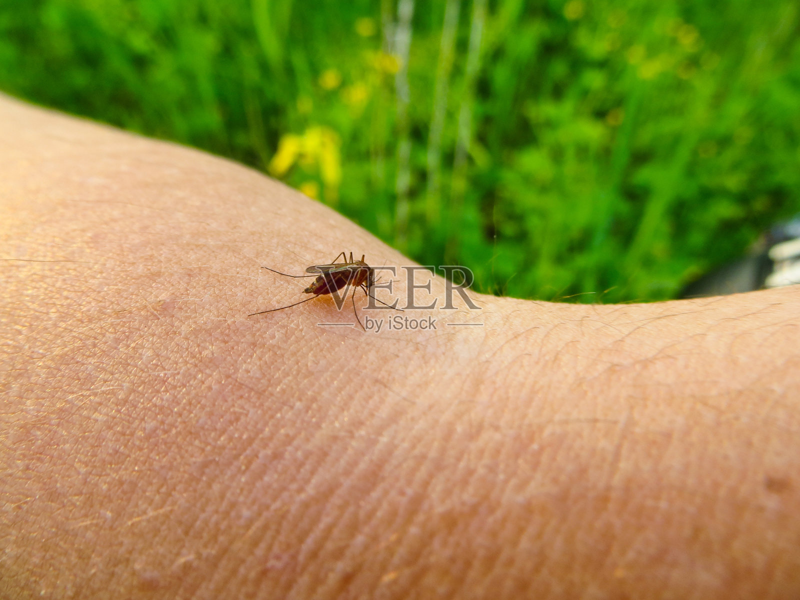 在人手上吸血的蚊子(库蚊)照片摄影图片