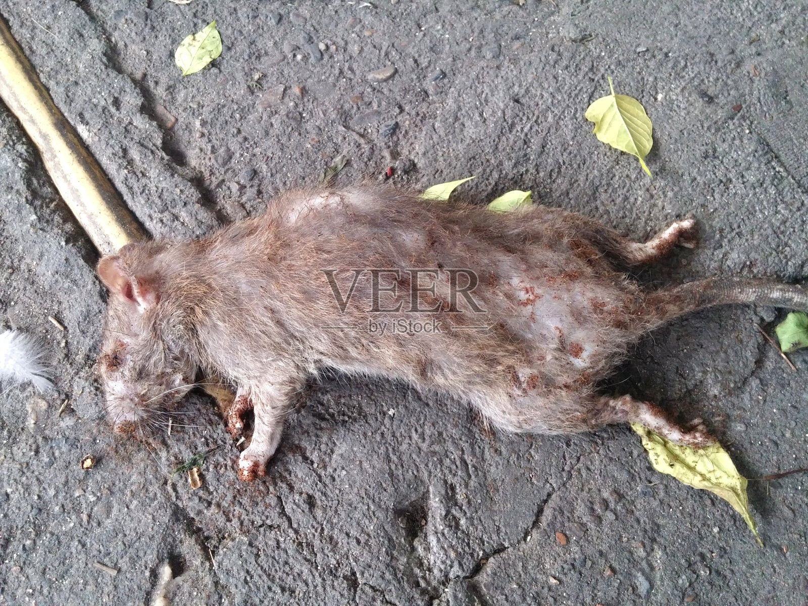 街上的死老鼠照片摄影图片