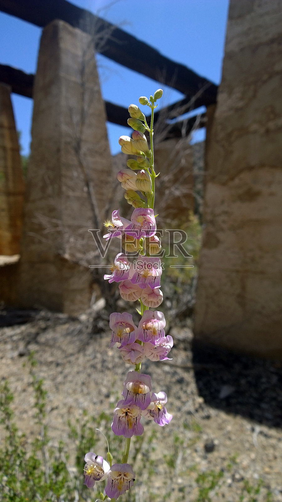 白色的铃铛照片摄影图片