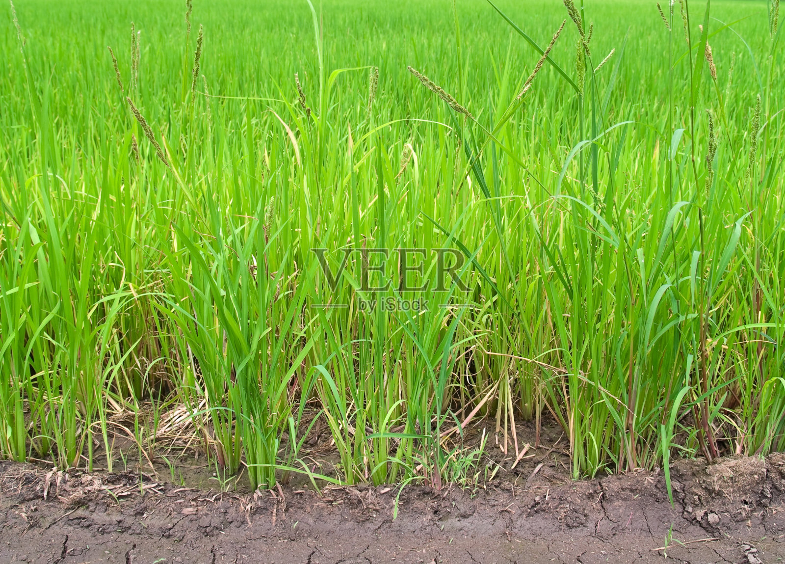 水稻照片摄影图片