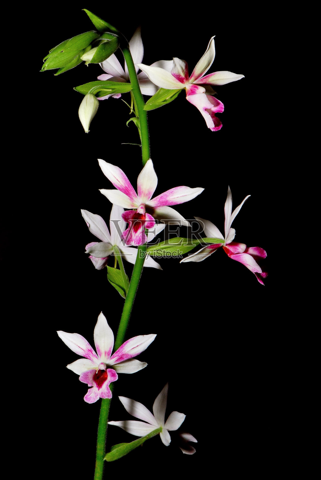 费奥卡兰特·克星石照片摄影图片