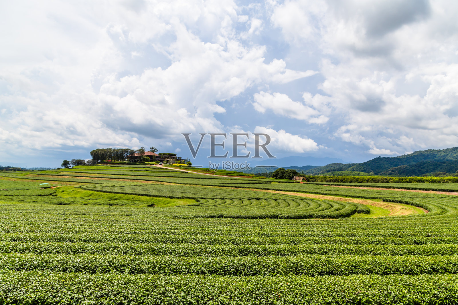 一个茶园的形象照片摄影图片