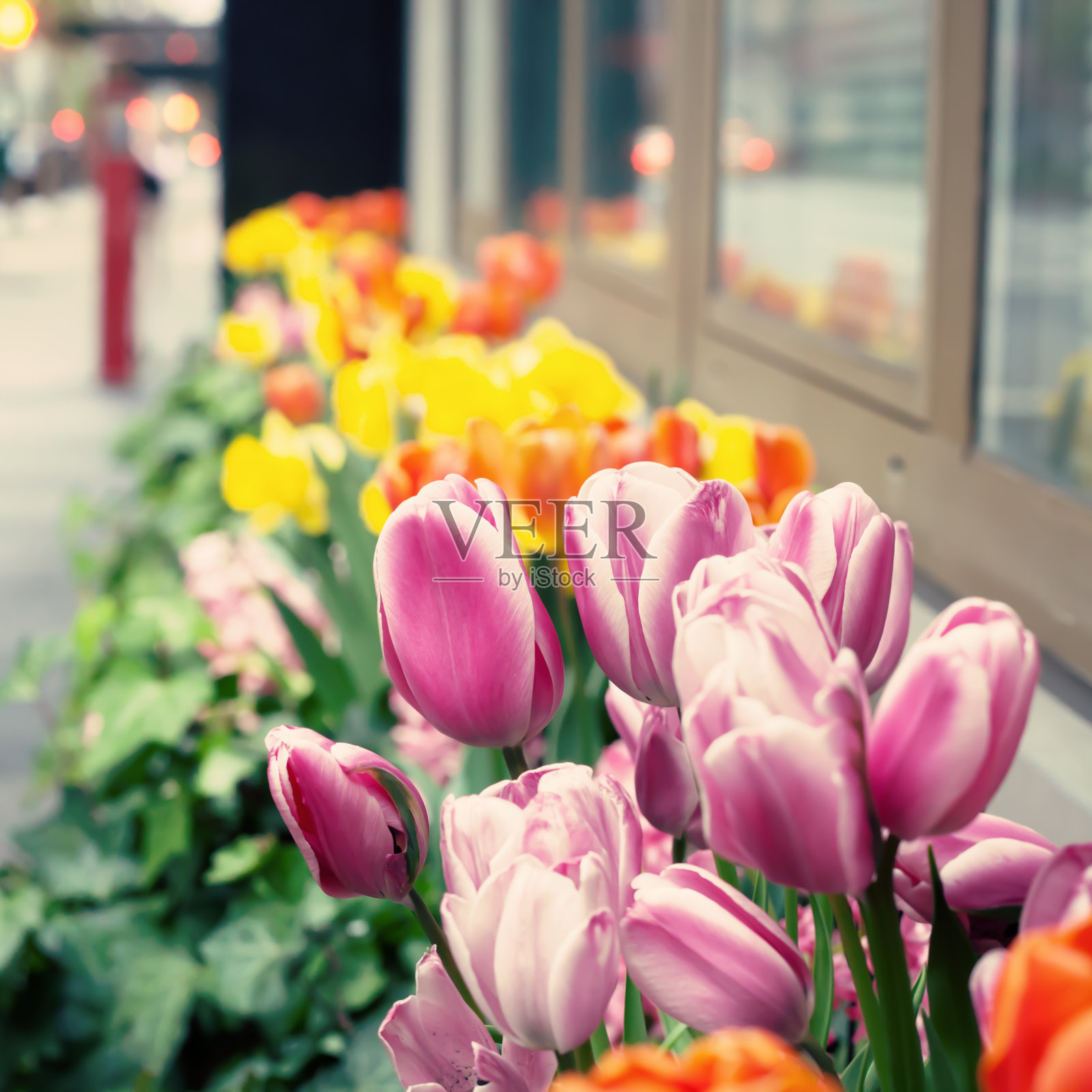 纽约之春照片摄影图片