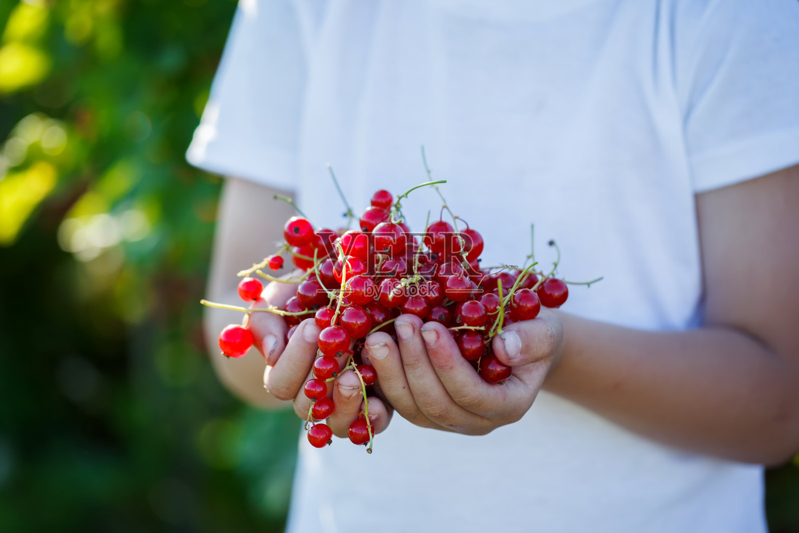 新鲜的水果红醋栗在男孩的手中照片摄影图片