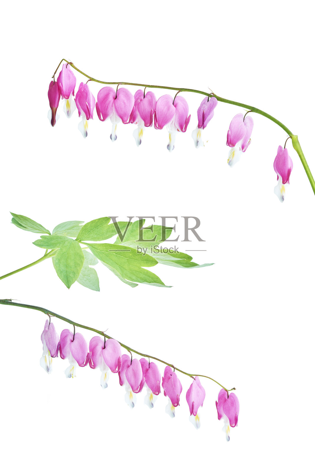 荷色牡丹海棠的花朵照片摄影图片