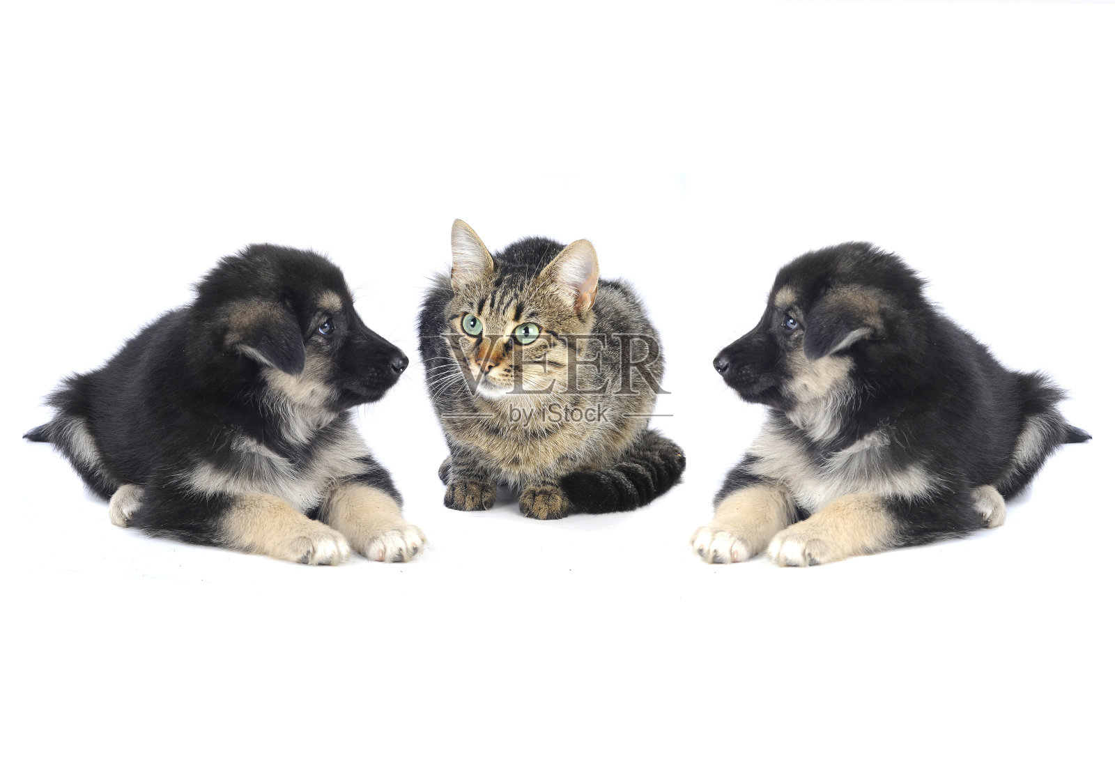 猫和狗照片摄影图片