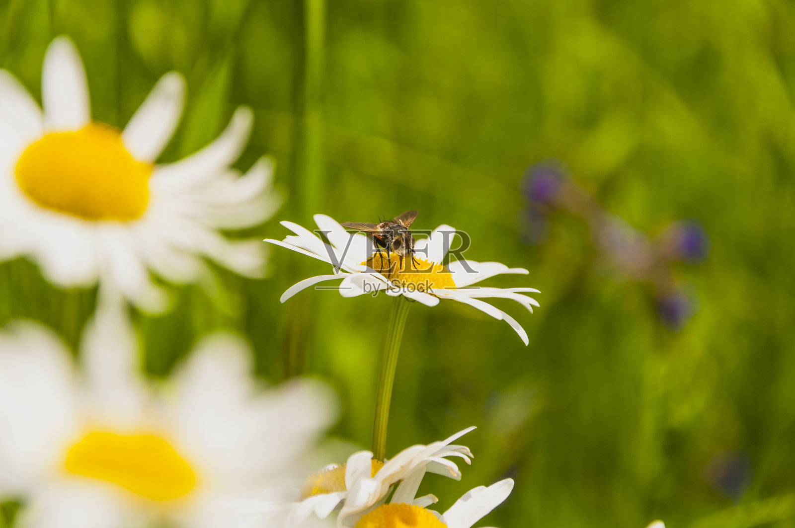 白菊双翅目(牛眼菊、菊花)照片摄影图片