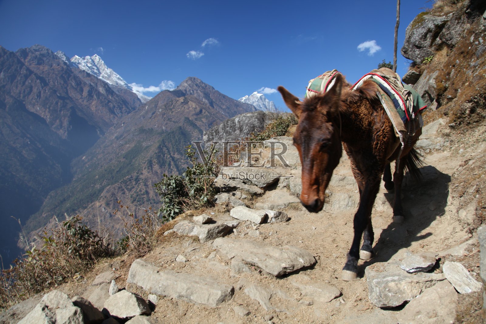 驴在喜马拉雅山脉照片摄影图片
