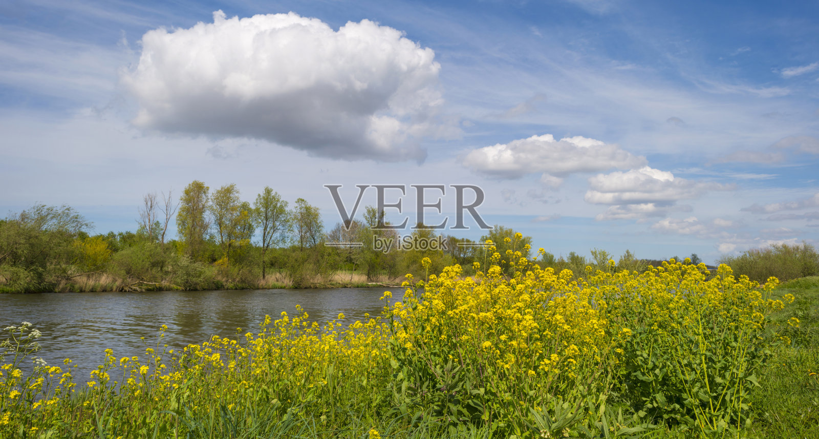 春天运河岸边的野花照片摄影图片