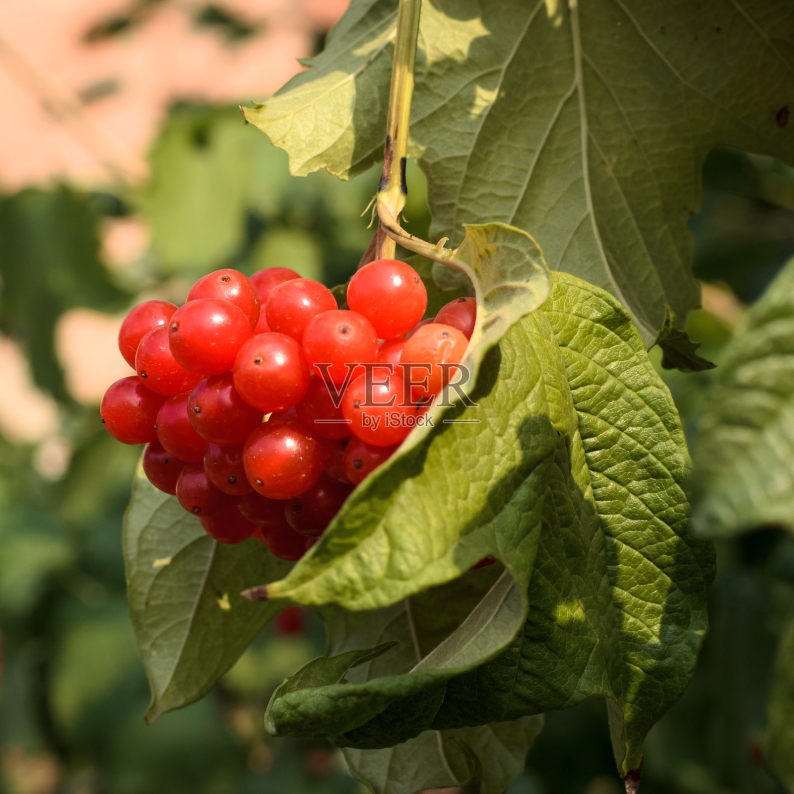 红色浆果荚莲属的植物照片摄影图片